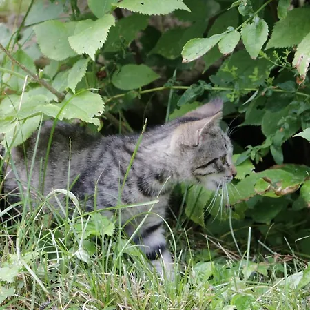 Borostyan Vendeghaz Repashuta